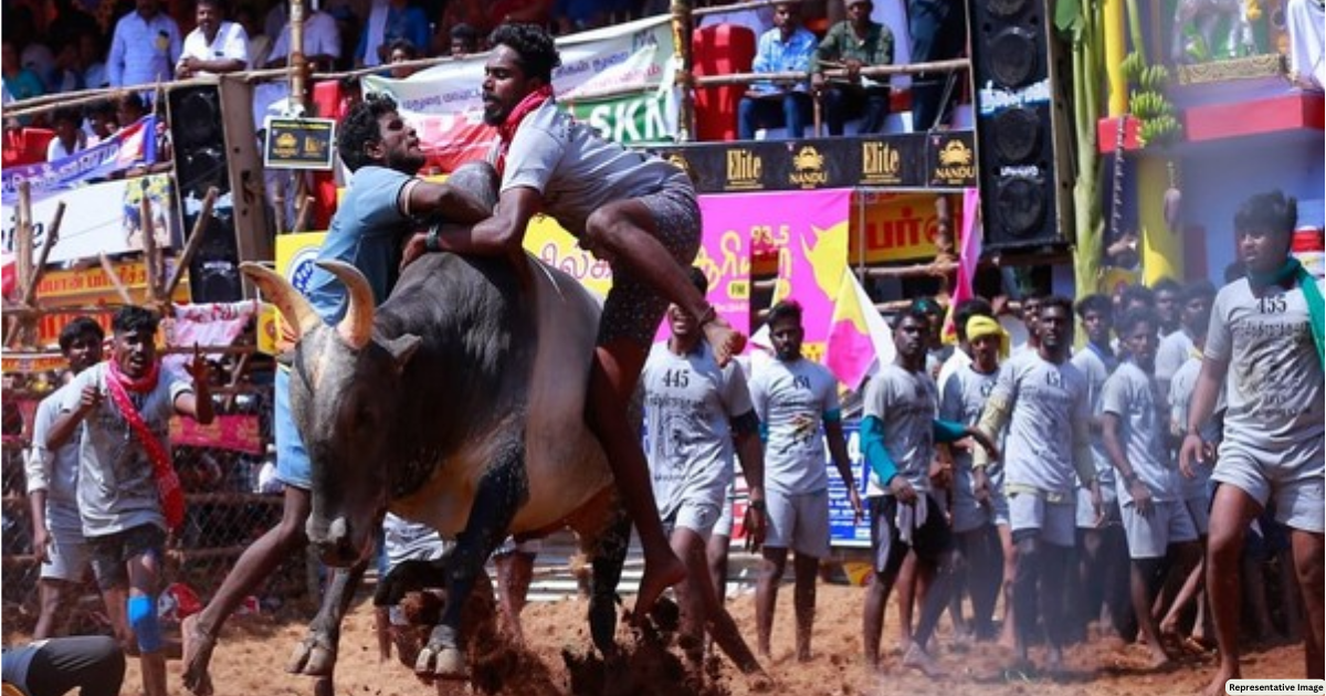 SC upholds Tamil Nadu government's law allowing bull-taming sport 